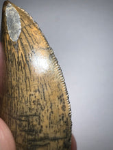 Load image into Gallery viewer, Carcharodontosaur Fossil Tooth 1.83 Inches No Repair Incredible Serrations Rare Blue Color
