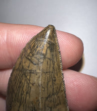 Load image into Gallery viewer, Carcharodontosaur Fossil Tooth 1.83 Inches No Repair Incredible Serrations Rare Blue Color
