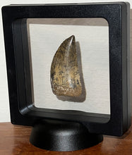 Load image into Gallery viewer, Carcharodontosaur Fossil Tooth 1.83 Inches No Repair Incredible Serrations Rare Blue Color
