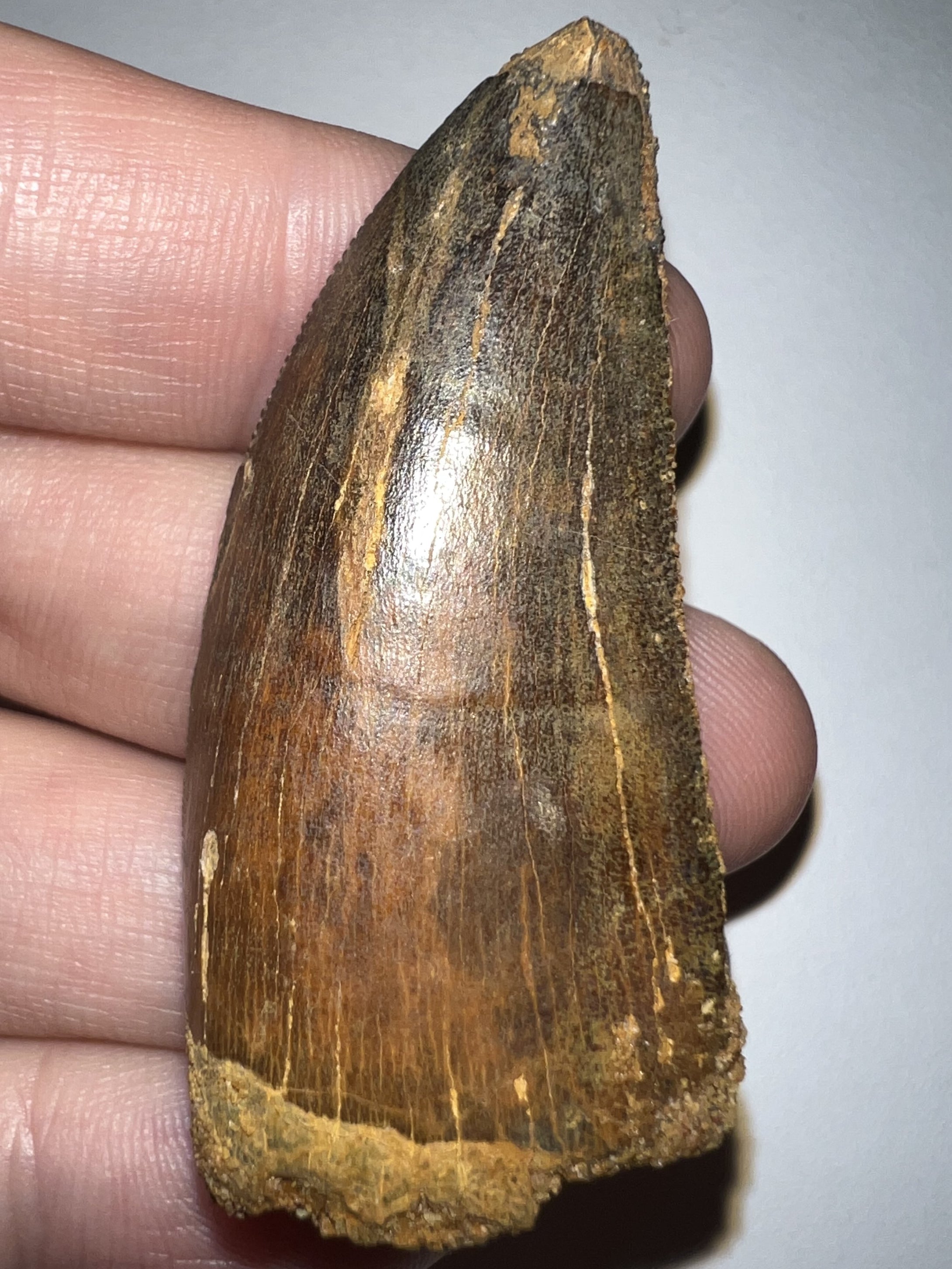 Large Carcharodontosaur Fossil Tooth 2.11 Inches No Repair