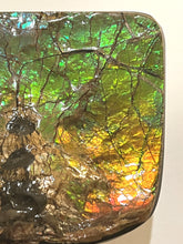 Load image into Gallery viewer, Ammolite Ammonite Gem Stone from Alberta with Mosasaur Bite Marks 4.3 Inches
