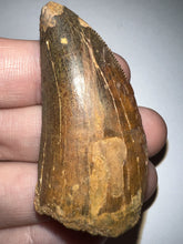 Load image into Gallery viewer, Large Carcharodontosaur Fossil Tooth 2.11 Inches No Repair
