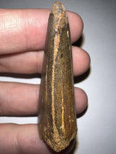 Load image into Gallery viewer, Large Carcharodontosaur Fossil Tooth 2.11 Inches No Repair
