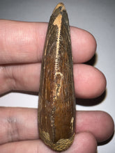 Load image into Gallery viewer, Large Carcharodontosaur Fossil Tooth 2.11 Inches No Repair
