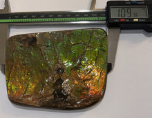 Load image into Gallery viewer, Ammolite Ammonite Gem Stone from Alberta with Mosasaur Bite Marks 4.3 Inches
