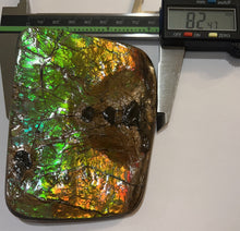 Load image into Gallery viewer, Ammolite Ammonite Gem Stone from Alberta with Mosasaur Bite Marks 4.3 Inches
