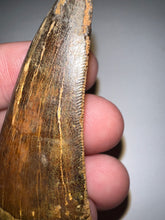 Load image into Gallery viewer, Large Carcharodontosaur Fossil Tooth 2.11 Inches No Repair
