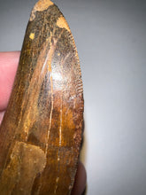 Load image into Gallery viewer, Large Carcharodontosaur Fossil Tooth 2.11 Inches No Repair
