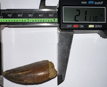 Load image into Gallery viewer, Large Carcharodontosaur Fossil Tooth 2.11 Inches No Repair
