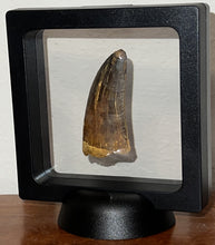 Load image into Gallery viewer, Large Carcharodontosaur Fossil Tooth 2.11 Inches No Repair
