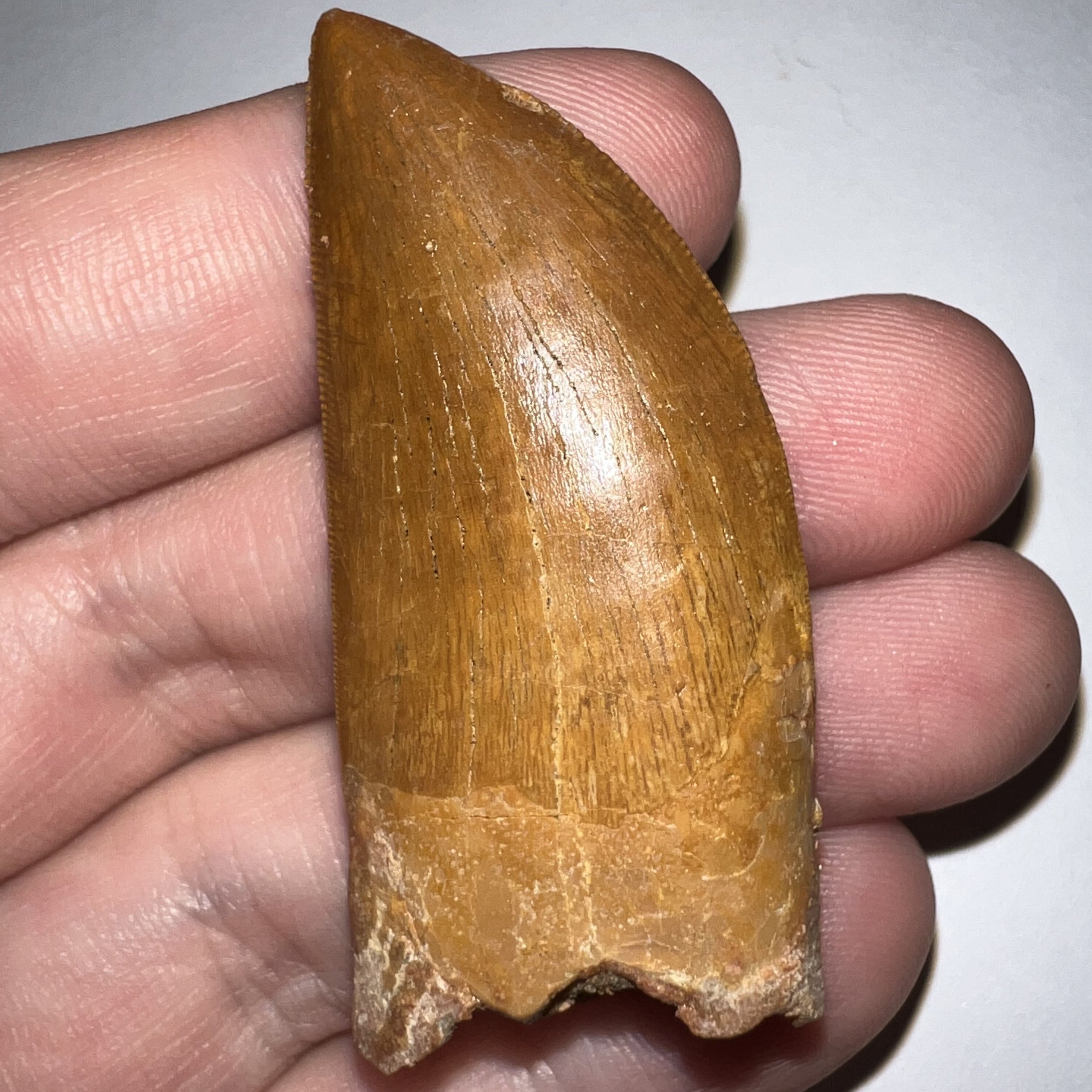 Carcharodontosaur Fossil Tooth 1.94 Inches Incredible Serrations