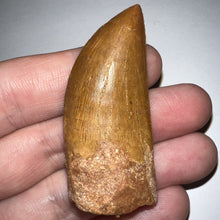 Load image into Gallery viewer, Carcharodontosaur Fossil Tooth 1.94 Inches Incredible Serrations
