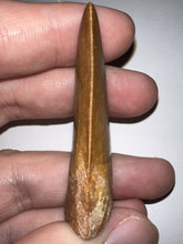 Load image into Gallery viewer, Carcharodontosaur Fossil Tooth 1.94 Inches Incredible Serrations
