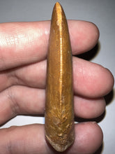 Load image into Gallery viewer, Carcharodontosaur Fossil Tooth 1.94 Inches Incredible Serrations
