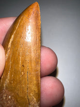 Load image into Gallery viewer, Carcharodontosaur Fossil Tooth 1.94 Inches Incredible Serrations
