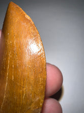 Load image into Gallery viewer, Carcharodontosaur Fossil Tooth 1.94 Inches Incredible Serrations
