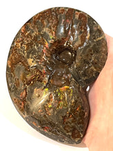 Load image into Gallery viewer, SUPER RARE Complete Ammolite Ammonite from Alberta 5.4 Inches
