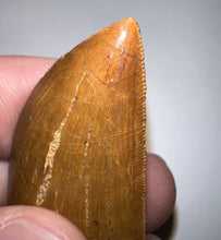 Load image into Gallery viewer, Carcharodontosaur Fossil Tooth 1.94 Inches Incredible Serrations
