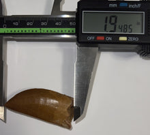 Load image into Gallery viewer, Carcharodontosaur Fossil Tooth 1.94 Inches Incredible Serrations
