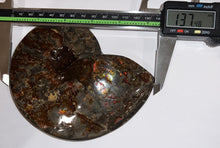 Load image into Gallery viewer, SUPER RARE Complete Ammolite Ammonite from Alberta 5.4 Inches
