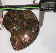 Load image into Gallery viewer, SUPER RARE Complete Ammolite Ammonite from Alberta 5.4 Inches
