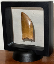 Load image into Gallery viewer, Carcharodontosaur Fossil Tooth 1.94 Inches Incredible Serrations
