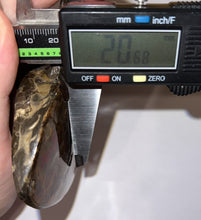 Load image into Gallery viewer, SUPER RARE Complete Ammolite Ammonite from Alberta 5.4 Inches
