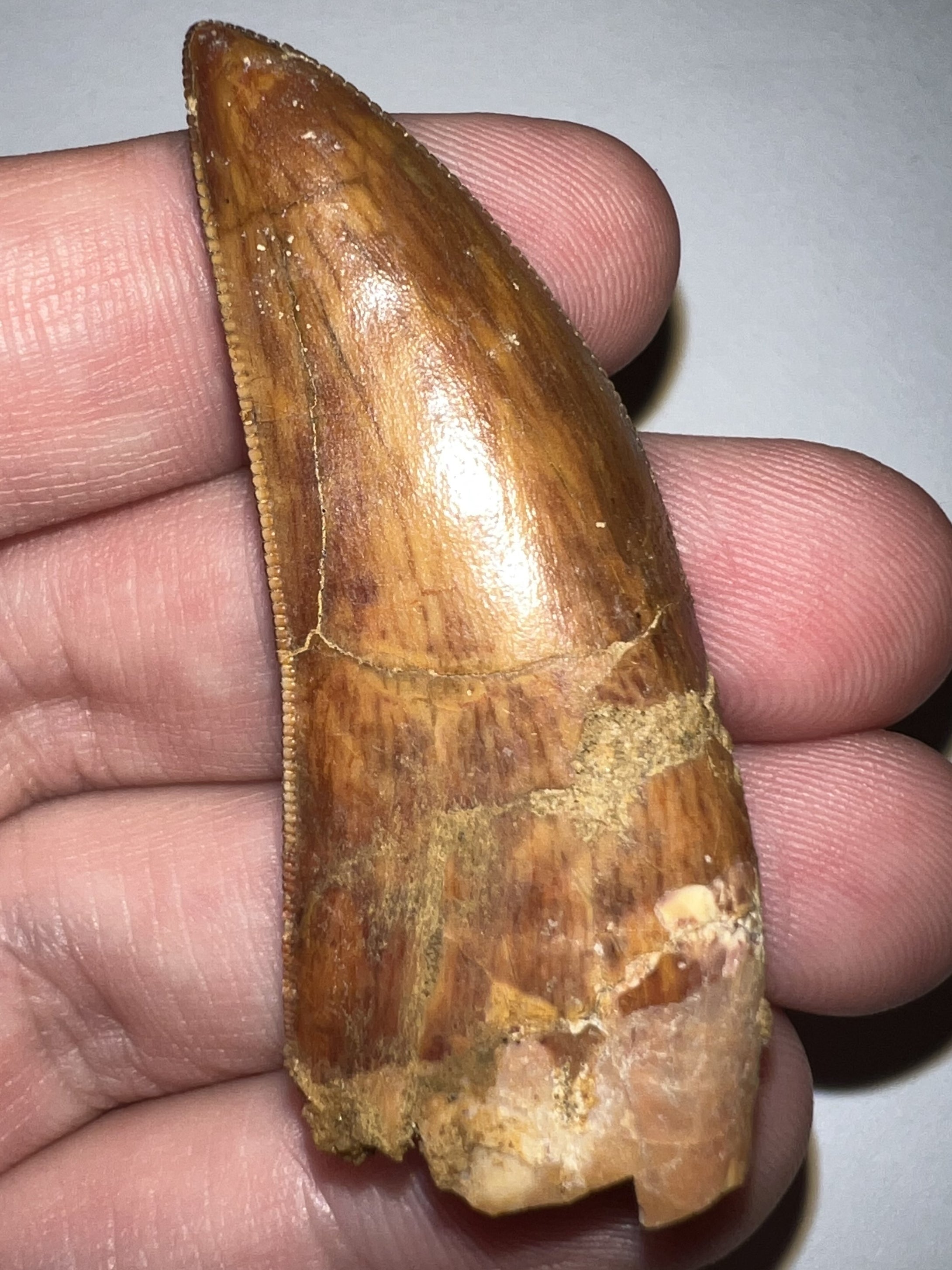 Large Carcharodontosaur Fossil Tooth 2.08 Inches Incredible Serrations