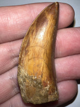 Load image into Gallery viewer, Large Carcharodontosaur Fossil Tooth 2.08 Inches Incredible Serrations
