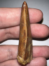 Load image into Gallery viewer, Large Carcharodontosaur Fossil Tooth 2.08 Inches Incredible Serrations
