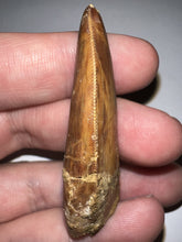 Load image into Gallery viewer, Large Carcharodontosaur Fossil Tooth 2.08 Inches Incredible Serrations
