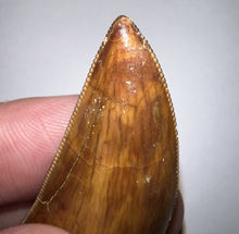 Load image into Gallery viewer, Large Carcharodontosaur Fossil Tooth 2.08 Inches Incredible Serrations
