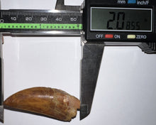 Load image into Gallery viewer, Large Carcharodontosaur Fossil Tooth 2.08 Inches Incredible Serrations
