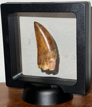 Load image into Gallery viewer, Large Carcharodontosaur Fossil Tooth 2.08 Inches Incredible Serrations
