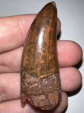 Load image into Gallery viewer, Large Carcharodontosaur Fossil Tooth 2.03 Inches No Repair Incredible Serrations
