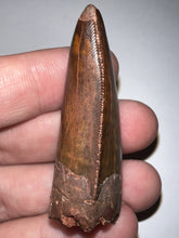 Load image into Gallery viewer, Large Carcharodontosaur Fossil Tooth 2.03 Inches No Repair Incredible Serrations
