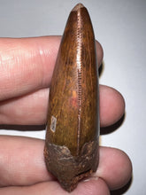 Load image into Gallery viewer, Large Carcharodontosaur Fossil Tooth 2.03 Inches No Repair Incredible Serrations
