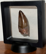 Load image into Gallery viewer, Large Carcharodontosaur Fossil Tooth 2.03 Inches No Repair Incredible Serrations
