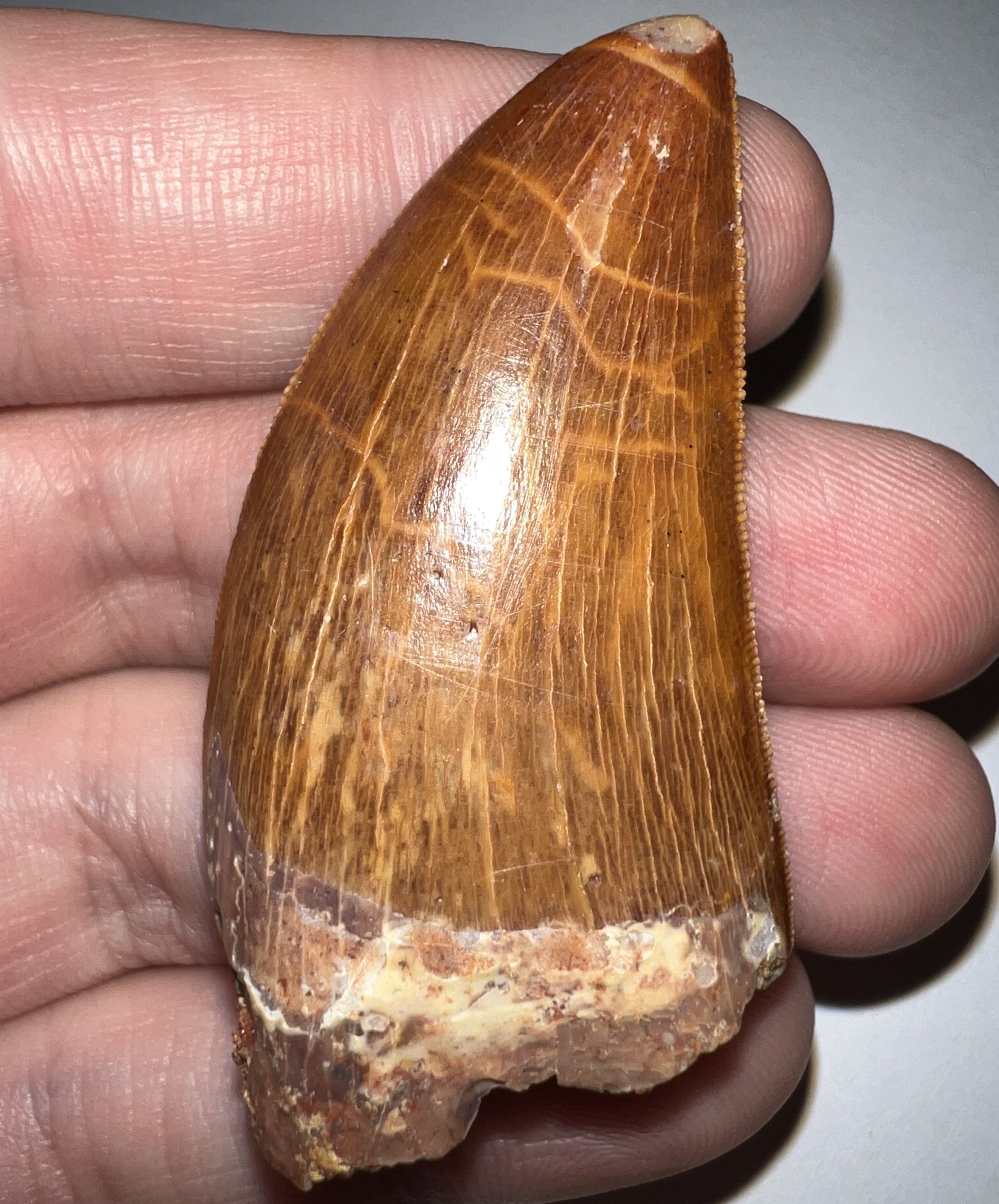 Large Carcharodontosaur Fossil Tooth 2.15 Inches No Repair Incredible Serrations