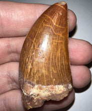 Load image into Gallery viewer, Large Carcharodontosaur Fossil Tooth 2.15 Inches No Repair Incredible Serrations
