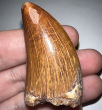 Load image into Gallery viewer, Large Carcharodontosaur Fossil Tooth 2.15 Inches No Repair Incredible Serrations
