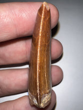 Load image into Gallery viewer, Large Carcharodontosaur Fossil Tooth 2.15 Inches No Repair Incredible Serrations
