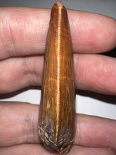 Load image into Gallery viewer, Large Carcharodontosaur Fossil Tooth 2.15 Inches No Repair Incredible Serrations
