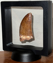 Load image into Gallery viewer, Large Carcharodontosaur Fossil Tooth 2.15 Inches No Repair Incredible Serrations
