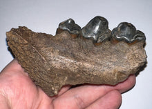 Load image into Gallery viewer, Ice Age Fossil Cave Hyena Jaw with 3 complete teeth 3.84 Inches
