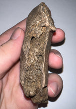 Load image into Gallery viewer, Ice Age Fossil Cave Hyena Jaw with 3 complete teeth 3.84 Inches
