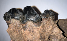 Load image into Gallery viewer, Ice Age Fossil Cave Hyena Jaw with 3 complete teeth 3.84 Inches
