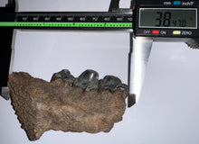 Load image into Gallery viewer, Ice Age Fossil Cave Hyena Jaw with 3 complete teeth 3.84 Inches
