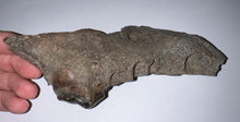 Load image into Gallery viewer, Ice Age Fossil Cave Hyena Partial Skull with Carnassial tooth 6.2 Inches
