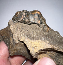Load image into Gallery viewer, Ice Age Fossil Cave Hyena Partial Skull with Carnassial tooth 6.2 Inches
